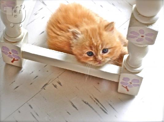 Gccf Exotic Shorthair μωρά